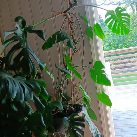 Monstera planter selges