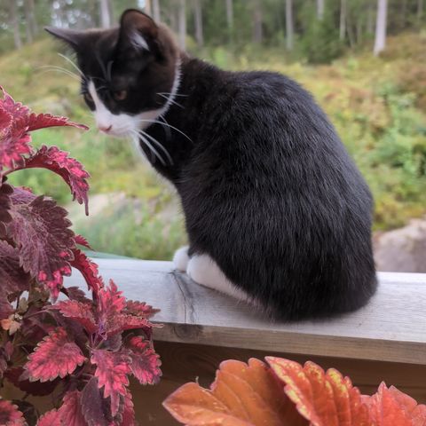 Kosete hannkatt klar til henting