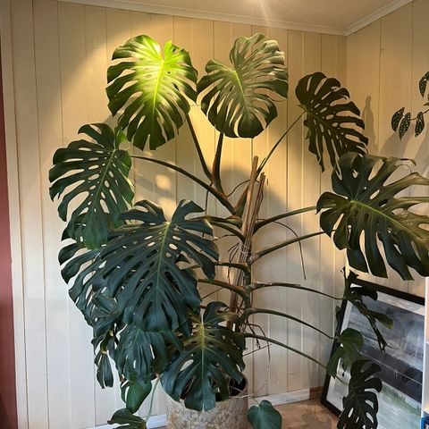 Stor Monstera plante