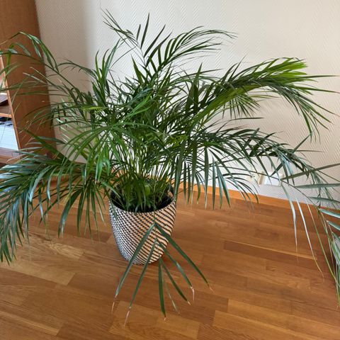 Stor og flott plante selges - Kr 400