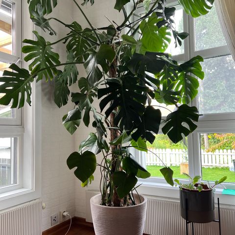 Stor monstera plante