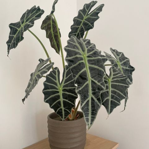 Elefantøre/alocasia