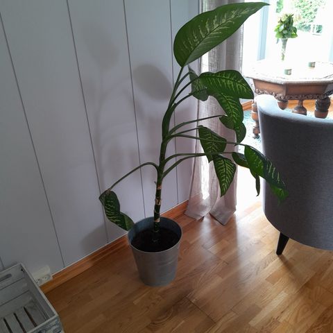 Stor, flott plante (Dieffenbachia) selges, med potte!