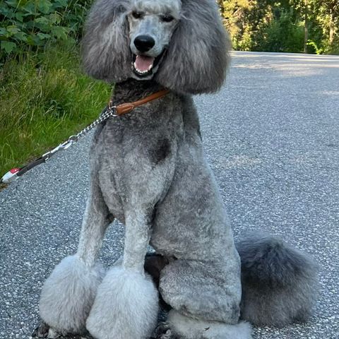 Storpuddel valper sølv /grå Kennel Botnanveg