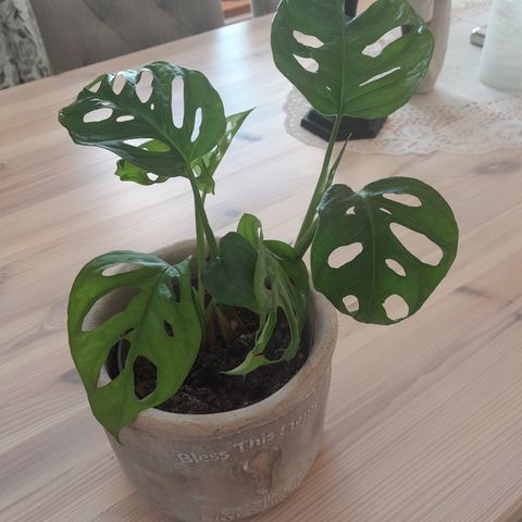 Monstera monkeyface