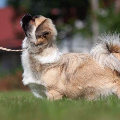 Tibetansk Spaniel tispe.