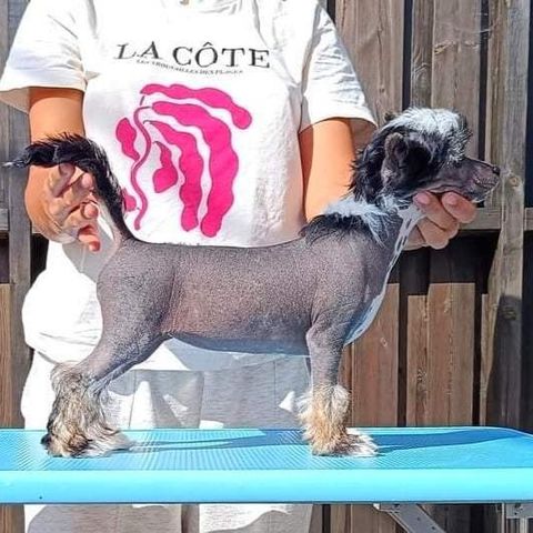 FOXY - NAKEN JENTE - Chinese crested