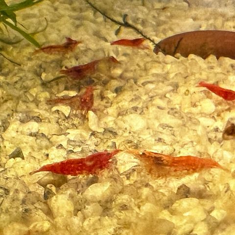 Neocardinia cherry shrimp