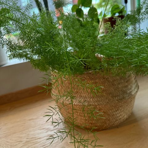 Fox Tail Fern Plante