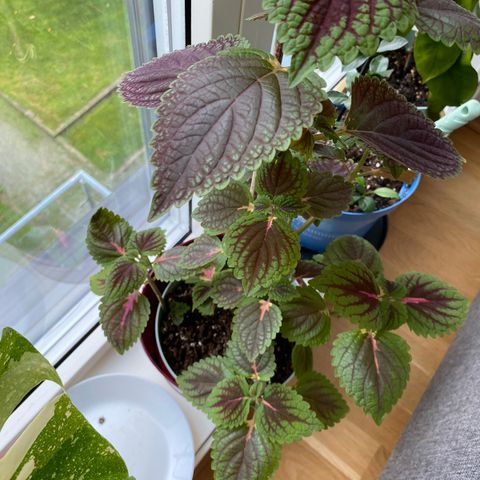 Coleus