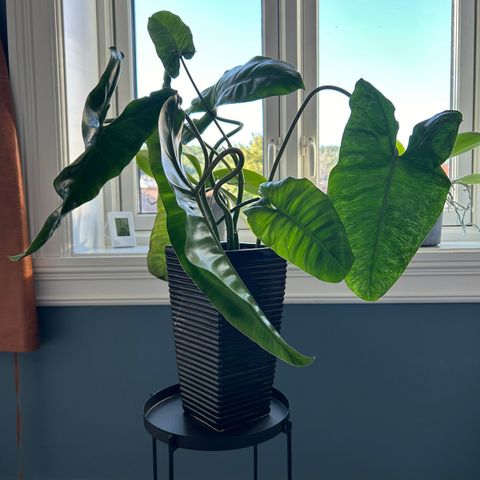 Stor Philodendron Paraiso Verde med potte