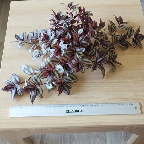 Tradescantia zebrina