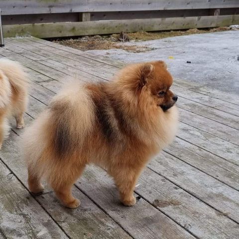 Forvert til Pomeranian hannhund