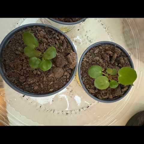 Pilea