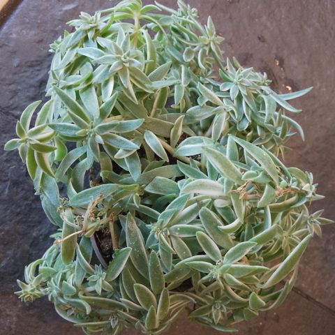 sedum hengende plante? stikling.