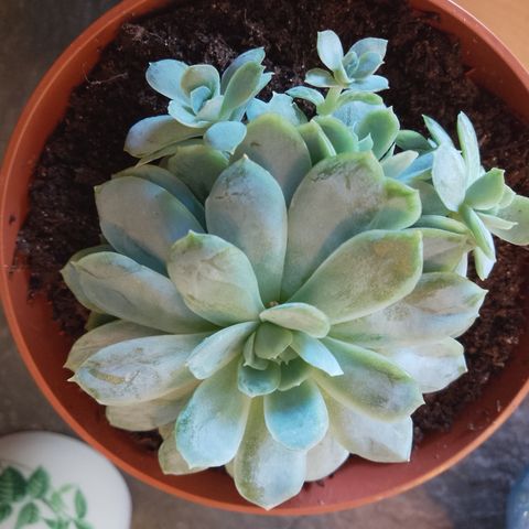 Echeveria. Elegans.liten stikling.