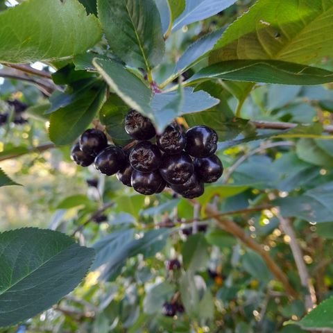 Aronia bær