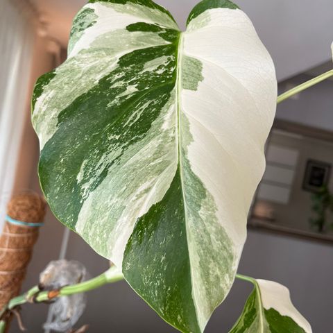 Monstera Deliciosa Variegata  Topp Stikling