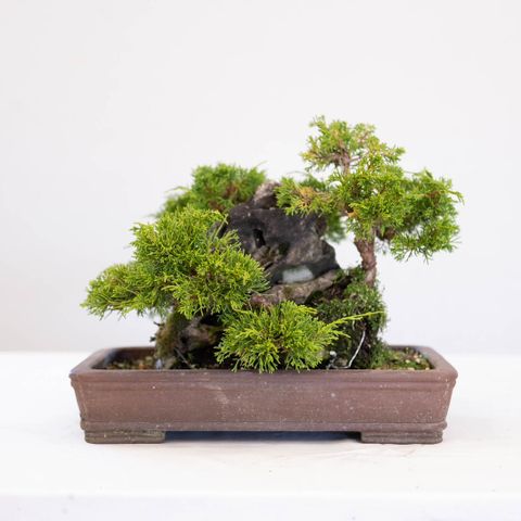 Bonsai tre japansk einer