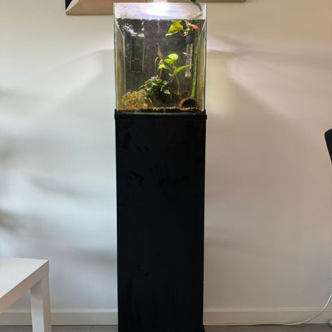 30 Liter Akvarie med fisk