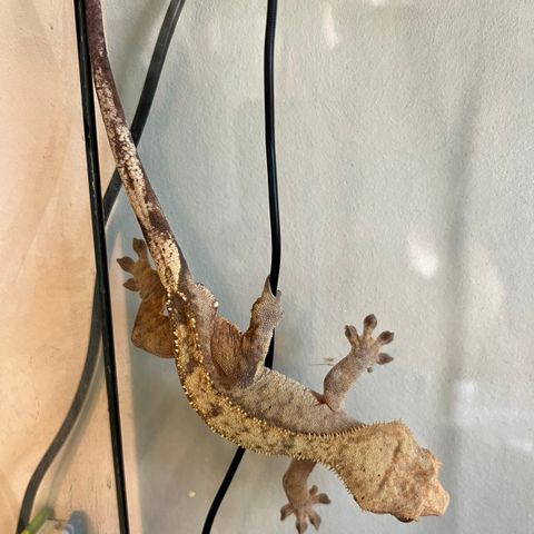 Kranset gekko/crested gecko med terarrie