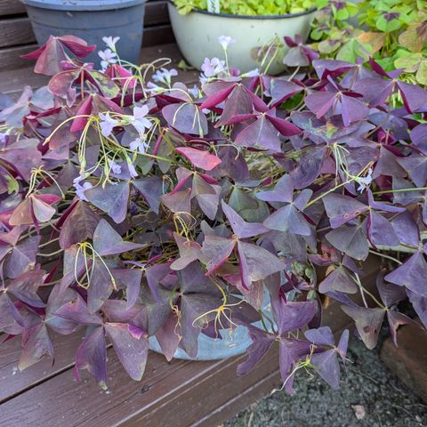 Oxalis triangularis