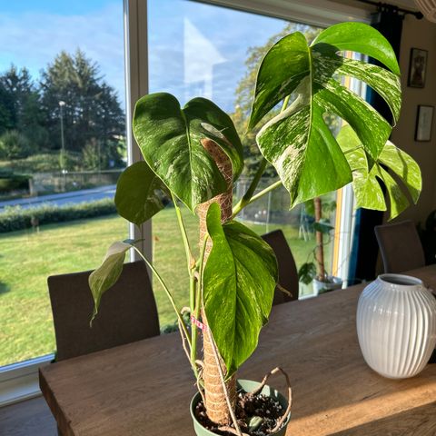 Monstera variegata plante