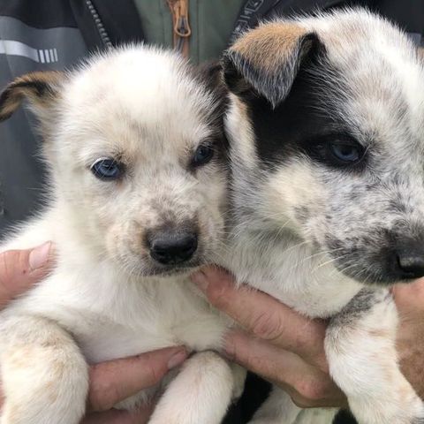 Tispe og hannhund født 20.07.24