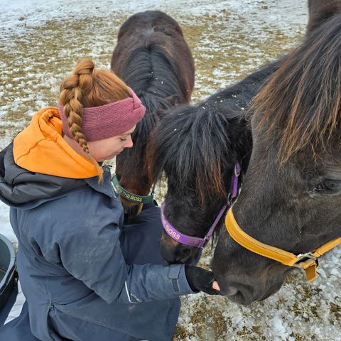 Ønsker hest på Fôr