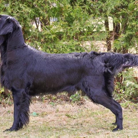 Flat coated retriever valper