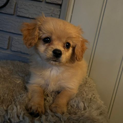 Cavalier king Charles og kleinspitz valp .