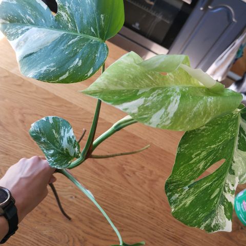 Monstera variegata top stikling