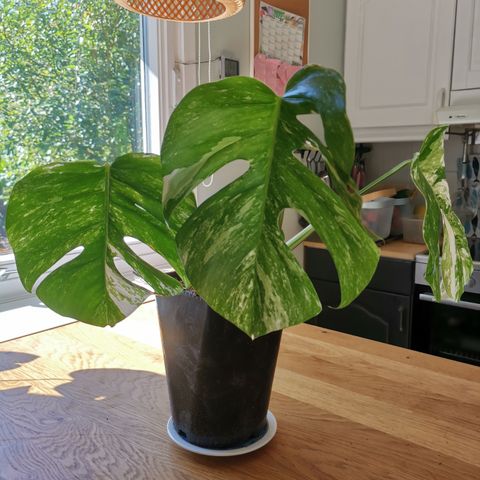 Monstera variegata