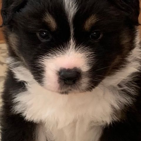 Australian Shepherd valp 5 uker 🥰