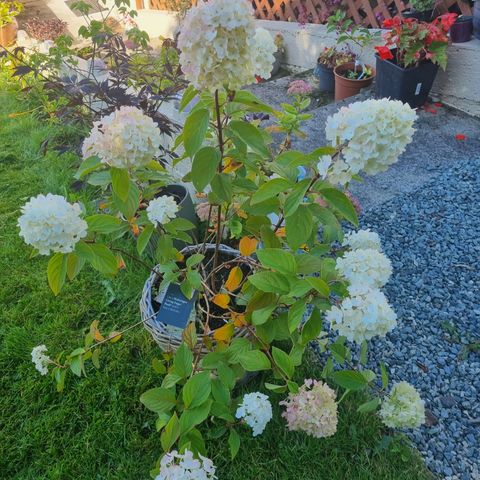 Hydrangea paniculata. Hortensia.