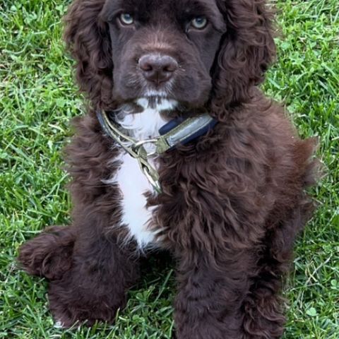 Amerikansk cocker spaniel hann