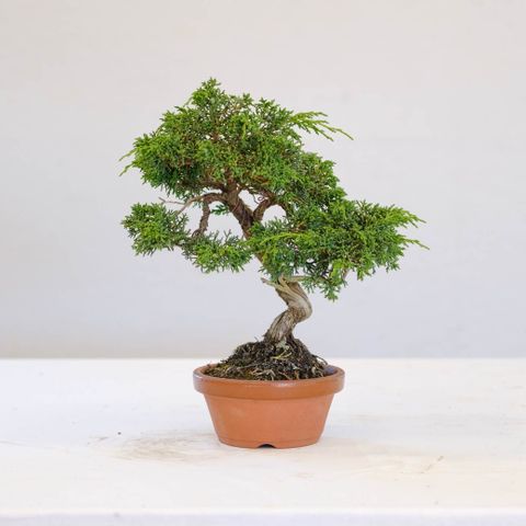 Bonsai tre Japansk einer