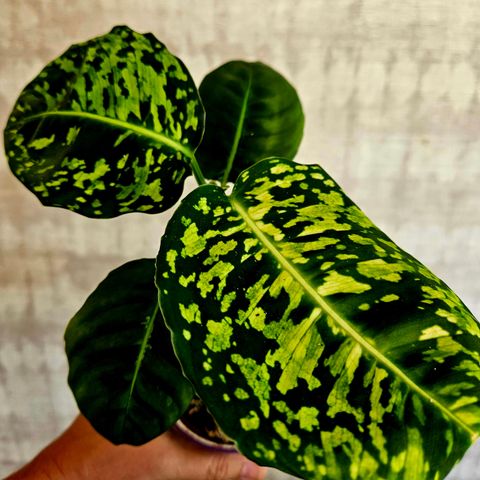 Dieffenbachia Reflector