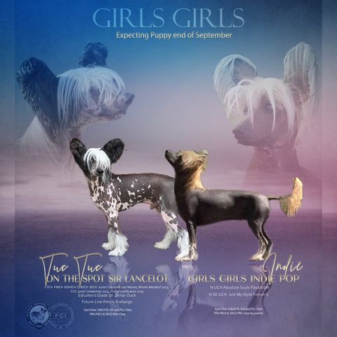 Chinese Crested kull hos Girls Girls