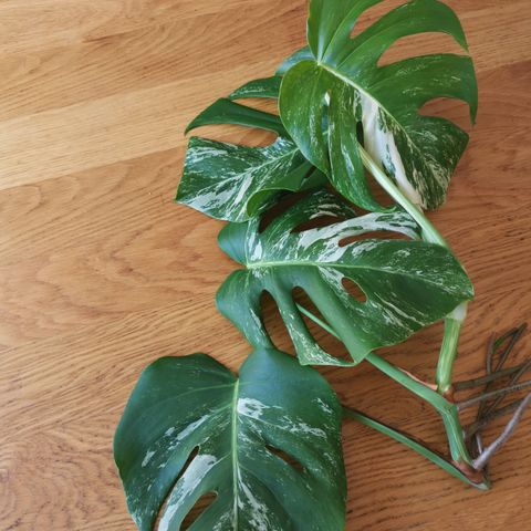 Monstera variegata top stikling