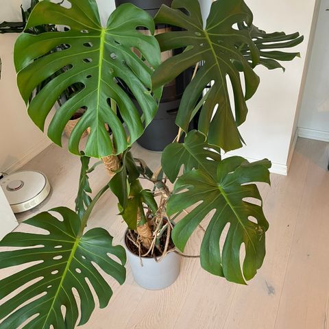 Monstera