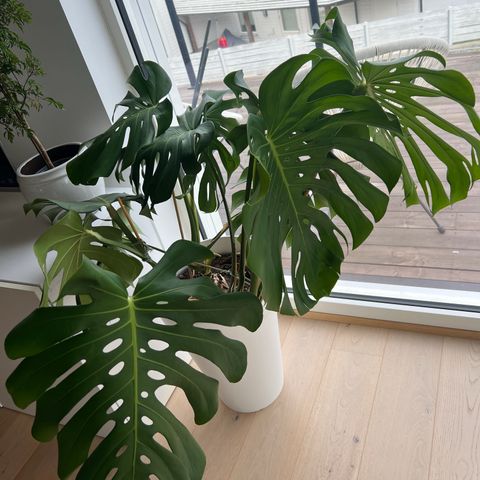 Monstera