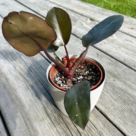 Philodendron Black Cardinal, 2x