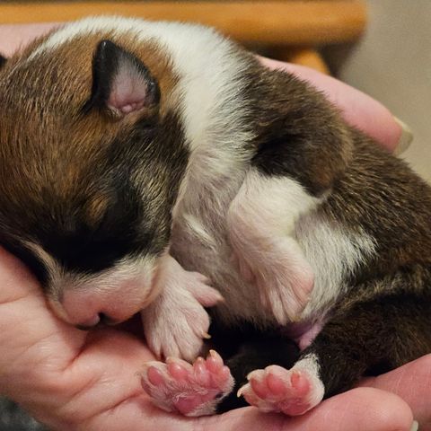 Norsk lundehund valper