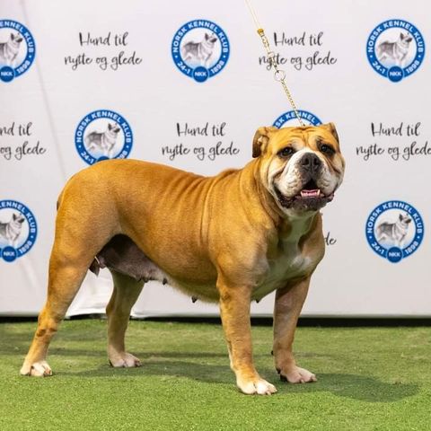 Continental bulldog