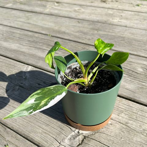 Philodendron White Princess 2x