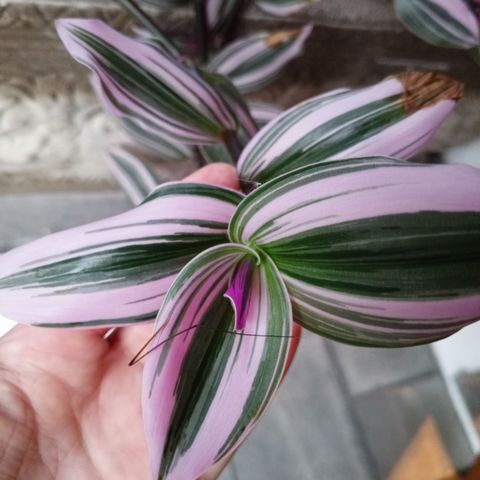 Tradescantia nanouk og purple heart stiklinger