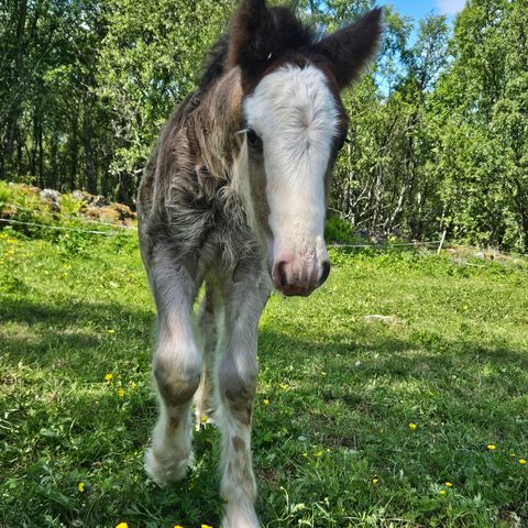 Gypsy cob hingsteføll!