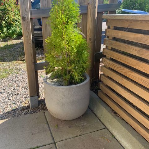 Potte med thuja