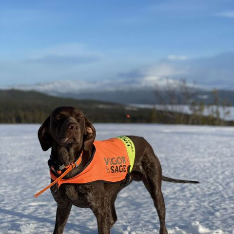 Korthåret vorsteh hannhund omplasseres